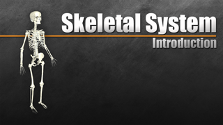 HST-AP Introduction to the Skeletal System