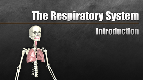 HST-AP Introduction to the Respiratory System