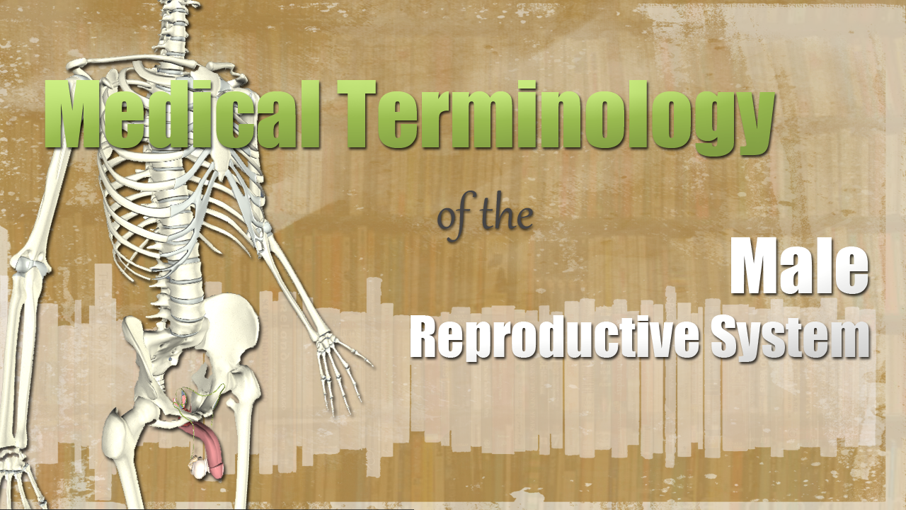 HST-MT-Medical Terminology of the Male Reproductive System