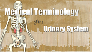 HST-MT - Medical Terminology of the Urinary System