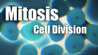 HST-AP - Mitosis/Cell Division