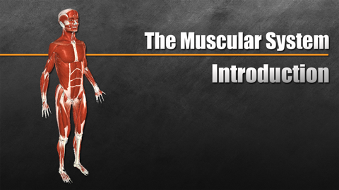 HST-AP Introduction to the Muscular System