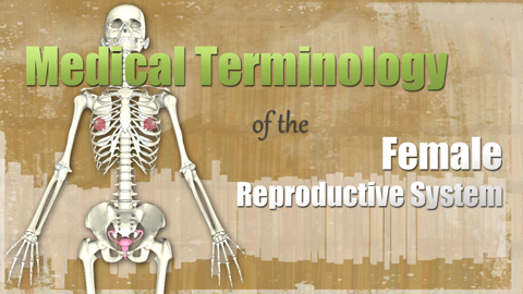 HST-MT - Medical Terminology of the Female Reproductive System