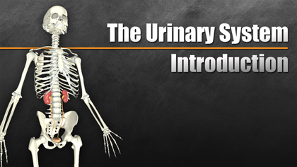 HST-AP Introduction to the Urinary System