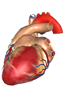 The Muscular System Explained in 6 Minutes - CTE Skills