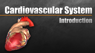 HST-AP Introduction to the Cardiovascular System