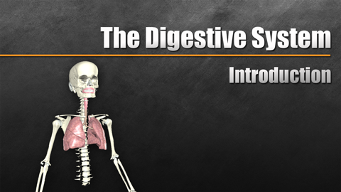 HST-AP Introduction to the Digestive System